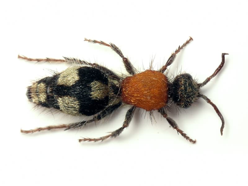 Dasylabris maura (Linnaeus, 1758)